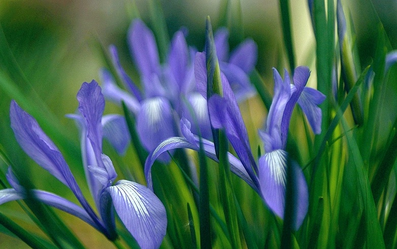 馬蓮花3.jpg