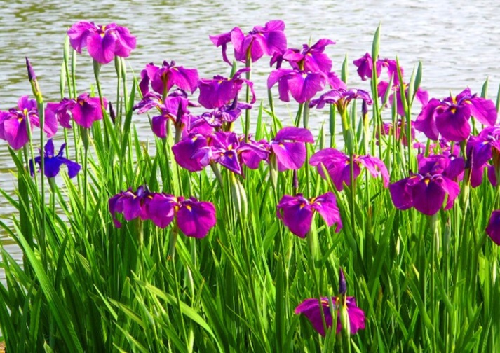 菖蒲花11111111111111.jpg