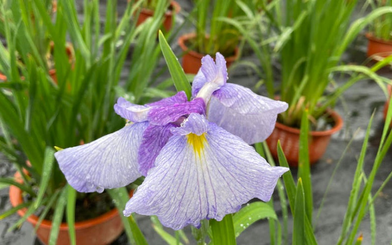 菖蒲華222222222222222222.jpg