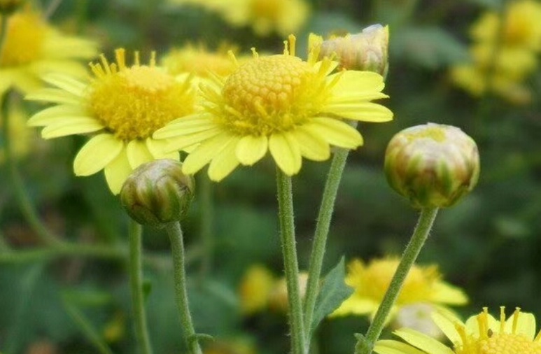 野菊花111111111111111.jpg