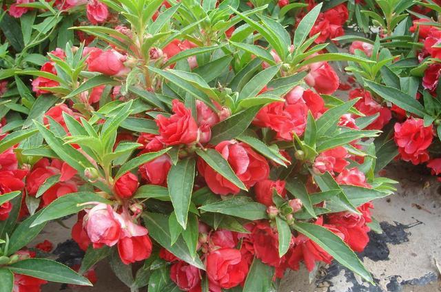 鳳仙花又叫指甲花,應(yīng)該如何播種