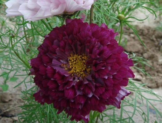 ZS70K%N5F{K(RPE(0HXIUTP.jpg
