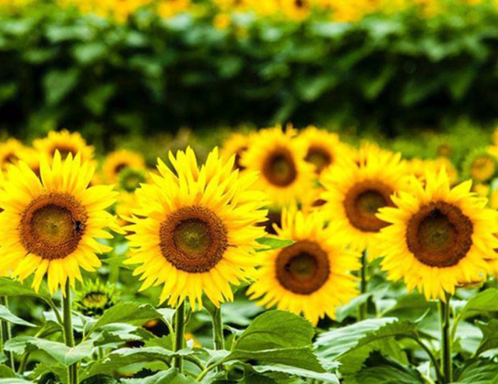 太陽花1.jpg