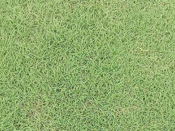 天堂草種子