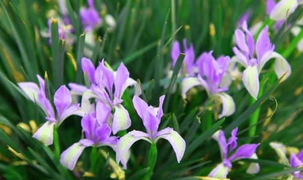 馬蘭花5.jpg