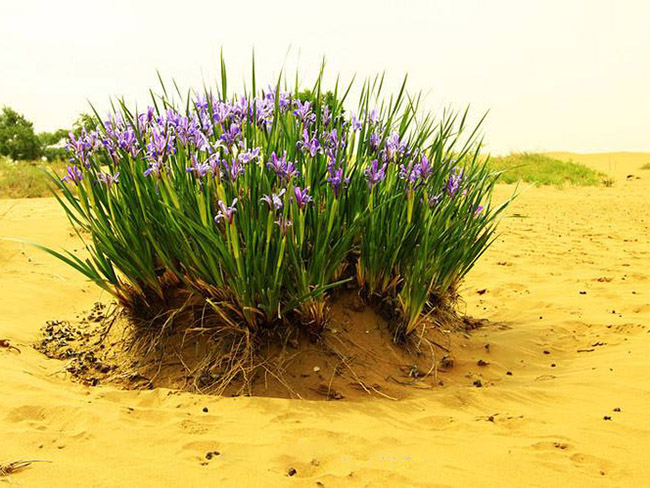 馬蘭花 馬蘭花