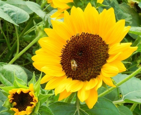 1631191003112101.jpg image.jpg