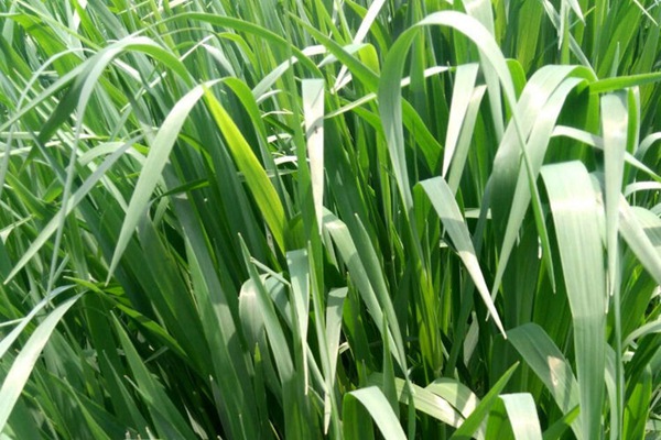 一年生黑麥草