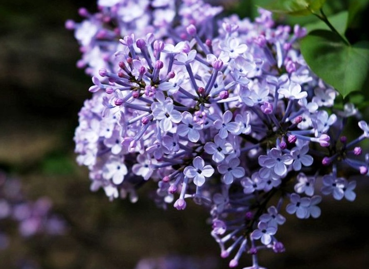 丁香花2.jpg