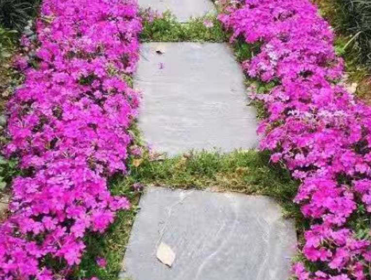 芝櫻花2.jpg