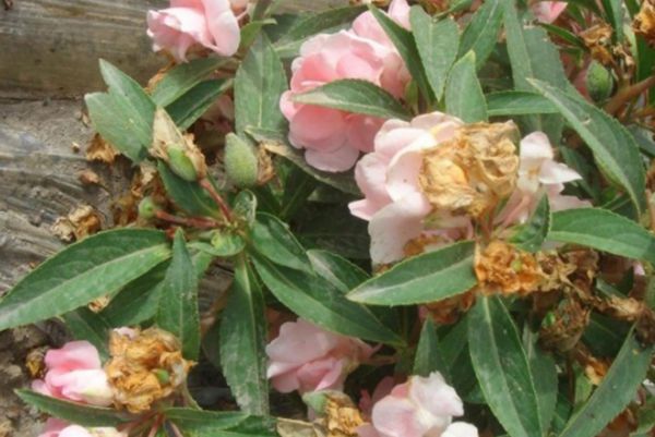 鳳仙花 鳳仙花