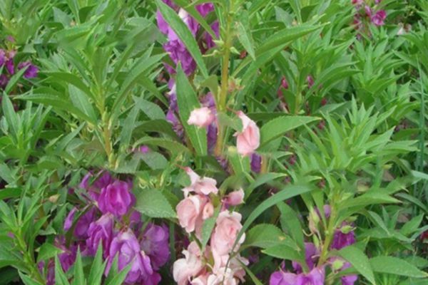 鳳仙花 鳳仙花