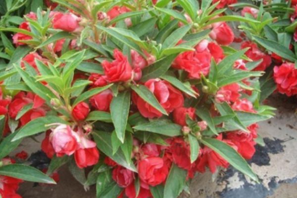 鳳仙花 鳳仙花