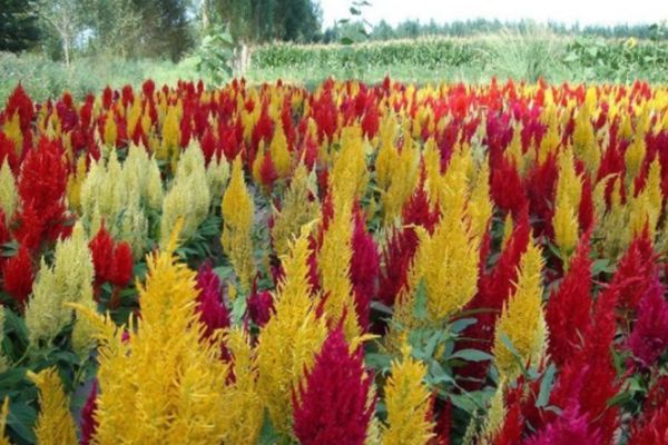 雞冠花 雞冠花