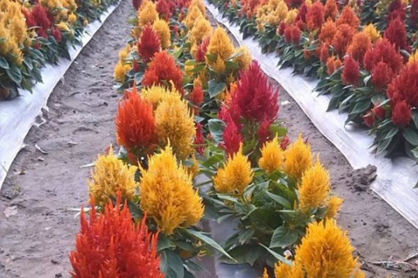 雞冠花 雞冠花
