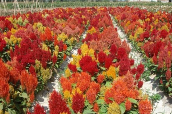 雞冠花 雞冠花