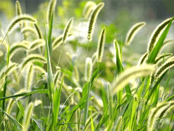 狗尾巴草