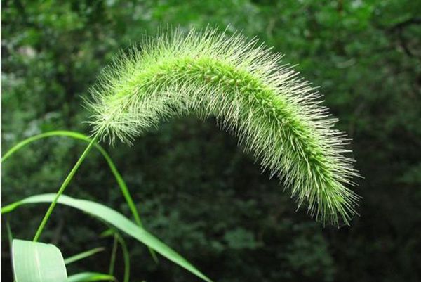 狗尾巴