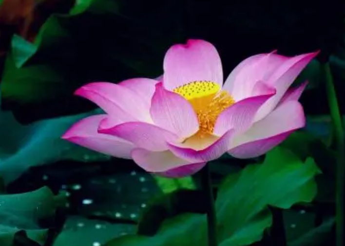 荷花.jpg