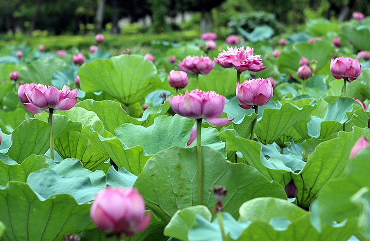 荷花3.jpg