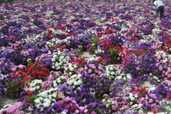 翠菊