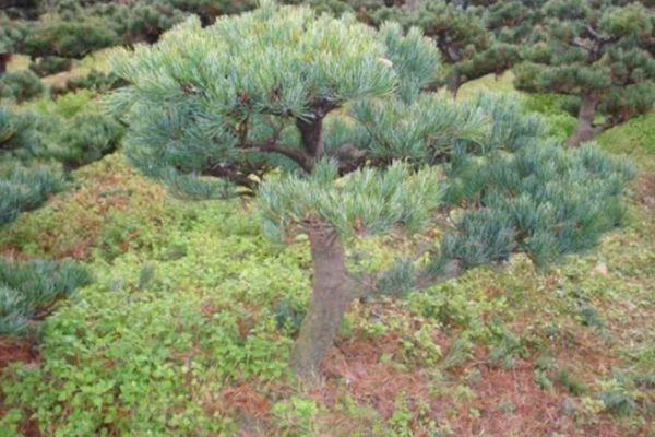 大阪松