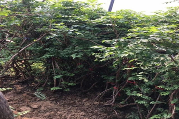 1633244859252202.jpg