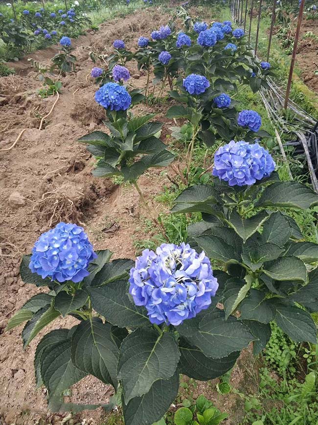 繡球花