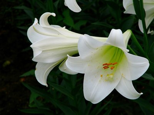 百合