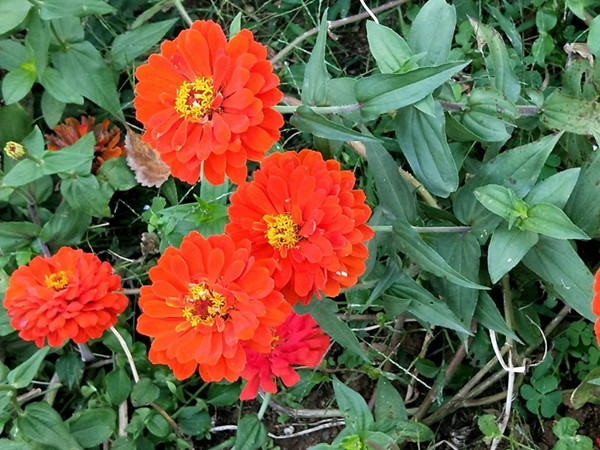 百日紅