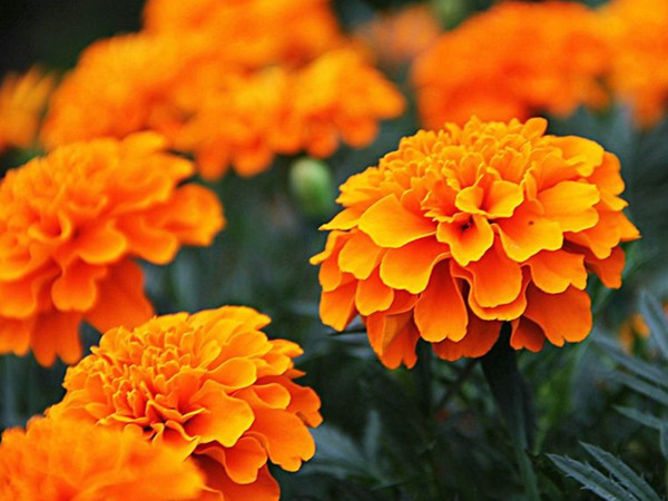 萬壽菊 萬壽菊