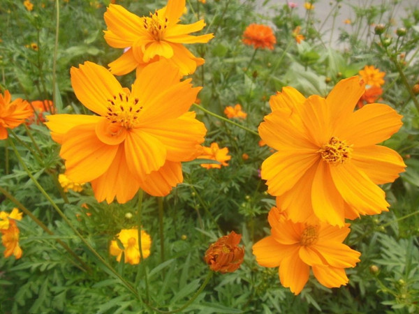 硫化菊