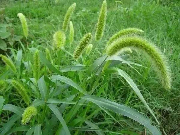 狗尾巴草