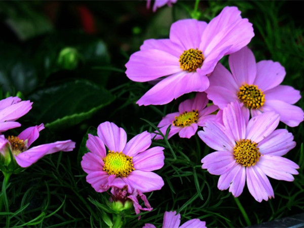 波斯菊 波斯菊