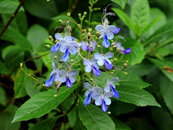 藍蝴蝶 藍蝴蝶