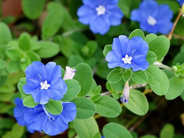 藍星花 藍星花