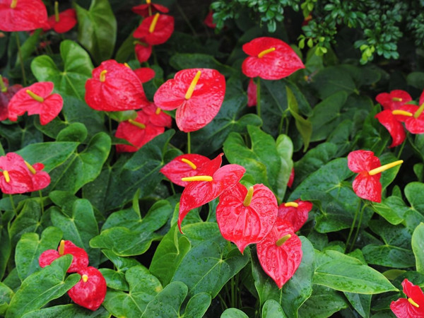 花燭