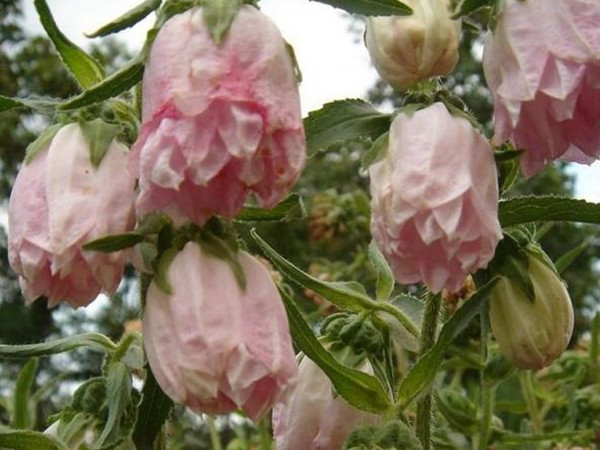 風(fēng)鈴草