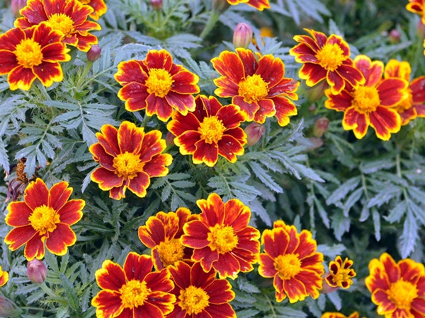 常綠開(kāi)花多年生除草菊