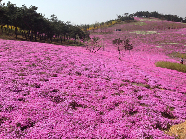 長江流域冬天開的草花