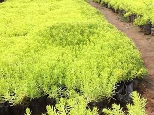 黃金佛甲草