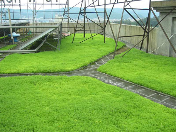 佛甲草屋頂綠化案例 佛甲草屋頂綠化案例