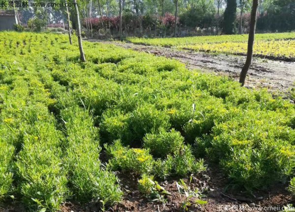佛甲草種植基地圖片 佛甲草種植基地圖片