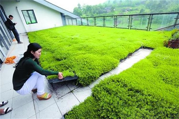 佛甲草屋頂綠化案例 佛甲草屋頂綠化案例