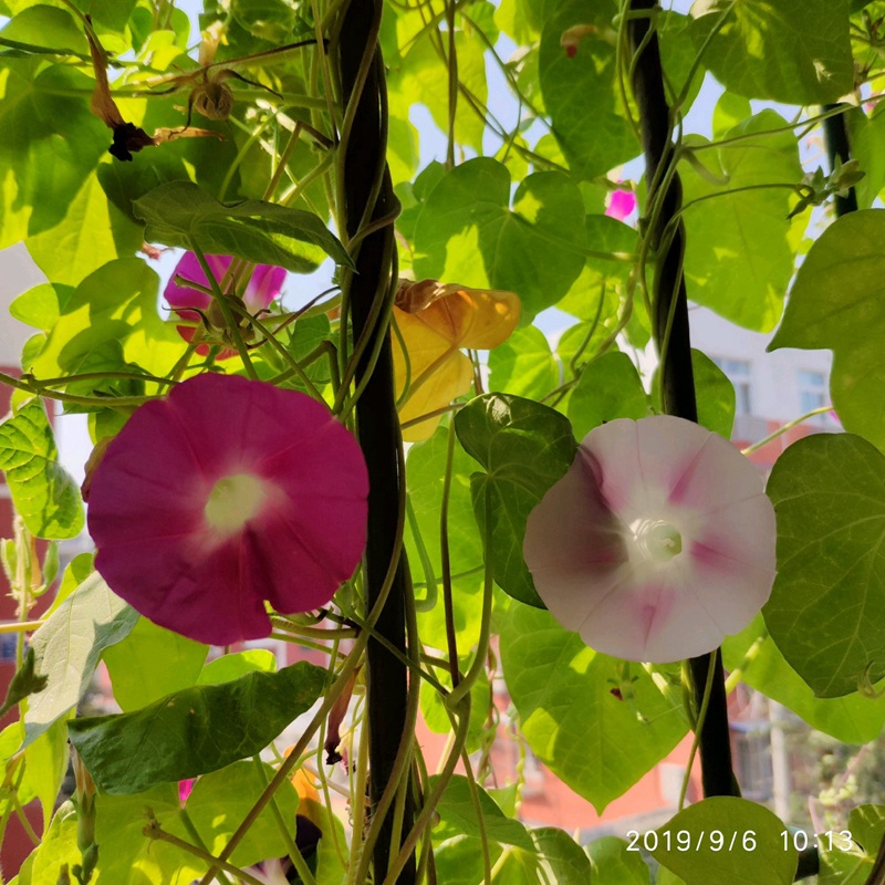 牽牛花