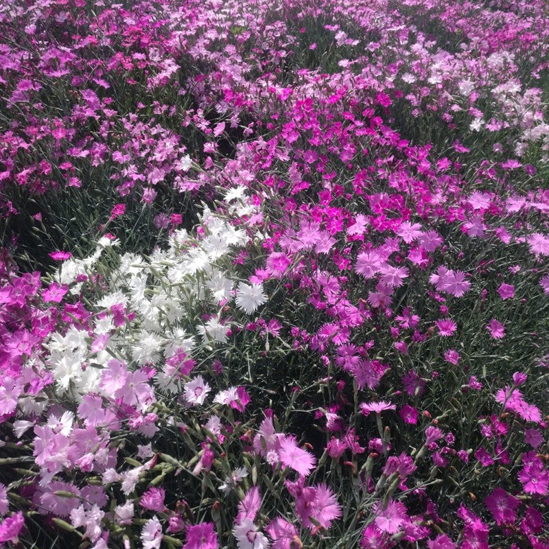 石竹