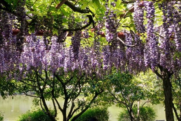 紫藤花
