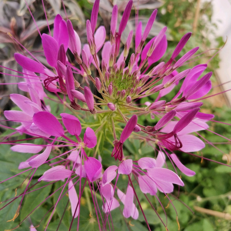 醉蝶花 醉蝶花