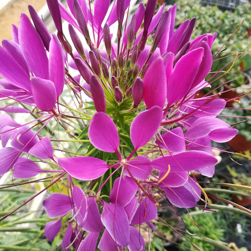 醉蝶花 醉蝶花