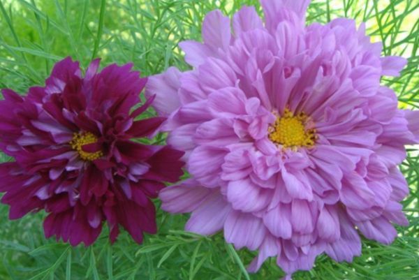波斯菊